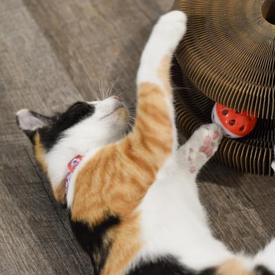 Show full view: Li'l Pals Elastic Kitten Collar, Hearts slide 7 of 8