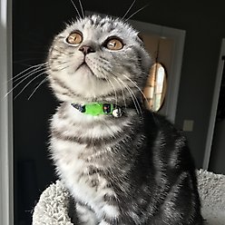 Li'l Pals Elastic Kitten Collar, Stars slide 2 of 2