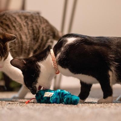 Show full view: Li'l Pals Elastic Kitten Collar, Triangles slide 2 of 3