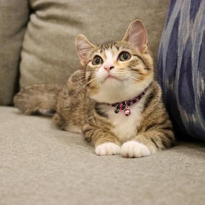 Show full view: Li'l Pals Elasticized Safety Kitten Collar with Reflective Threads, Blue slide 2 of 6