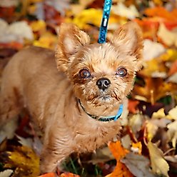 Li'l Pals Glitter Overlay Dog Leash, Pink Sparkles, 6-ft long, 3/8-in wide slide 2 of 6