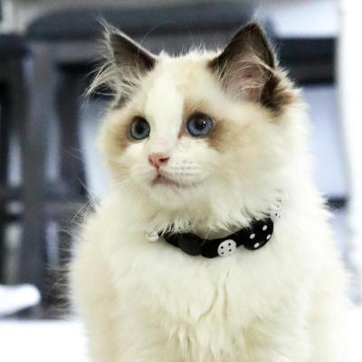 Show full view: Li'l Pals Kitten Embellishment Collars, Black Buttons slide 2 of 5