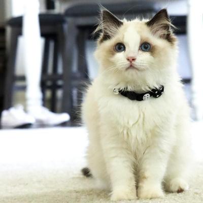 Show full view: Li'l Pals Kitten Embellishment Collars, Black Buttons slide 3 of 5