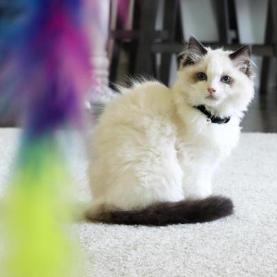 Show full view: Li'l Pals Kitten Embellishment Collars, Black Buttons slide 4 of 5