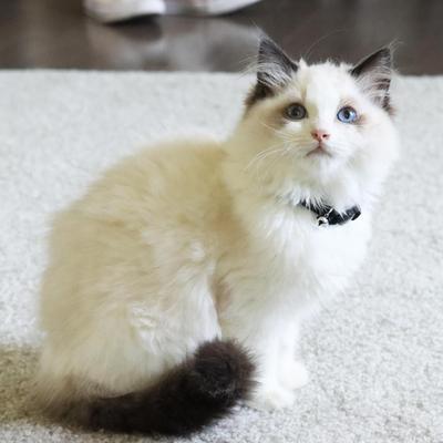 Show full view: Li'l Pals Kitten Embellishment Collars, Black Buttons slide 5 of 5