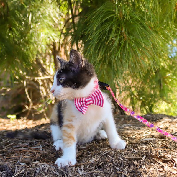 Li'l Pals Kitten Embellishment Collars