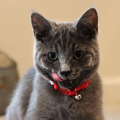 Show full view: Li'l Pals Kitten Embellishment Collars, Red Buttons slide 3 of 4