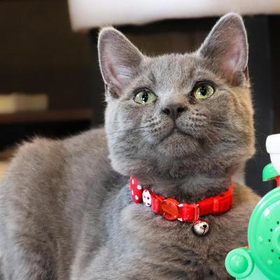 Show full view: Li'l Pals Kitten Embellishment Collars, Red Buttons slide 4 of 4