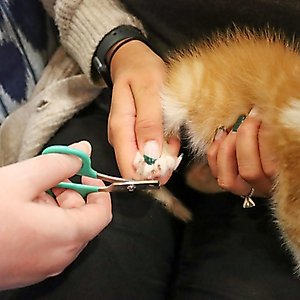Li'l Pals Kitten Nail Trimmer