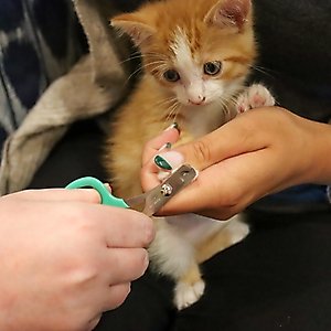 Li'l Pals Kitten Nail Trimmer
