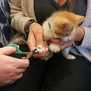 Li'l Pals Kitten Nail Trimmer