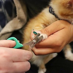 Li'l Pals Kitten Nail Trimmer