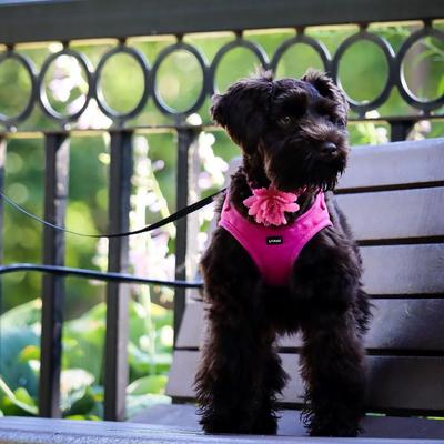 Show full view: Li'l Pals Microfiber Step In Back Clip Dog Harness, Pink, 8 to 10-in chest slide 4 of 8