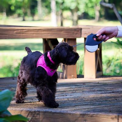 Show full view: Li'l Pals Microfiber Step In Back Clip Dog Harness, Pink, 8 to 10-in chest slide 5 of 8