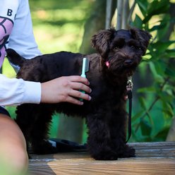 Li'l Pals Puppy Grooming Kit slide 2 of 4