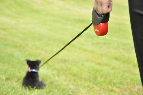 Show full view: Li'l Pals Retractable Leash with Alligator Snap, Red slide 3 of 6