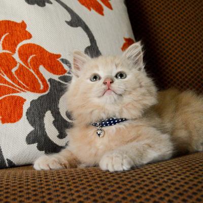 Show full view: Li'l Pals Round Kitten Collar, Navy Dots slide 4 of 7