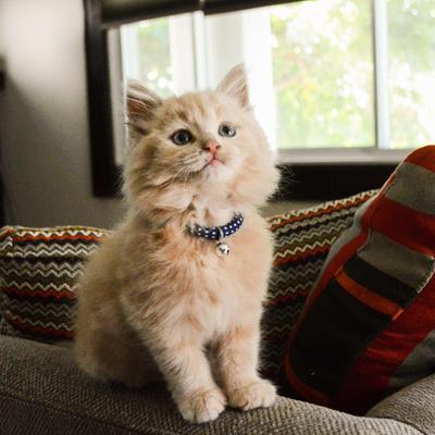 Show full view: Li'l Pals Round Kitten Collar, Navy Dots slide 5 of 7