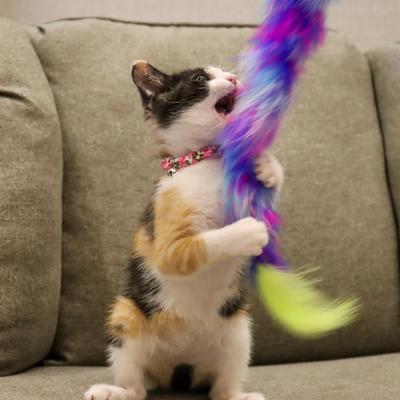 Show full view: Li'l Pals Round Kitten Collar, Squares slide 3 of 7