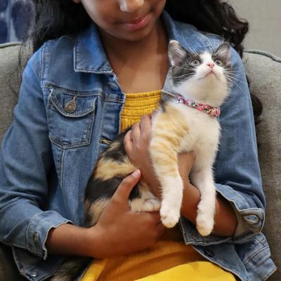 Show full view: Li'l Pals Round Kitten Collar, Squares slide 4 of 7