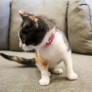 Li'l Pals Round Kitten Collar, Strawberries
