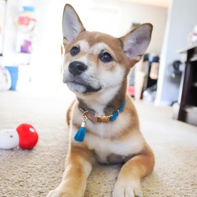 Show full view: Li'l Pals Woven Nylon Standard Dog Collar with Tassel, Blue, Petite Small: 8 to 12-in neck, 3/8-in wide slide 6 of 7