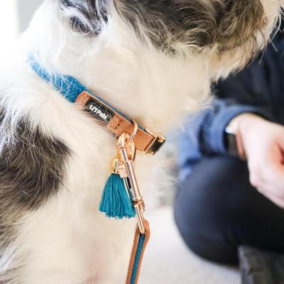 Show full view: Li'l Pals Woven Nylon Standard Dog Collar with Tassel, Blue, Petite Small: 8 to 12-in neck, 3/8-in wide slide 5 of 7