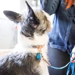 Li'l Pals Woven Nylon Standard Dog Collar with Tassel, Blue, Petite X-Small: 6 to 8-in neck, 3/8-in wide slide 2 of 6