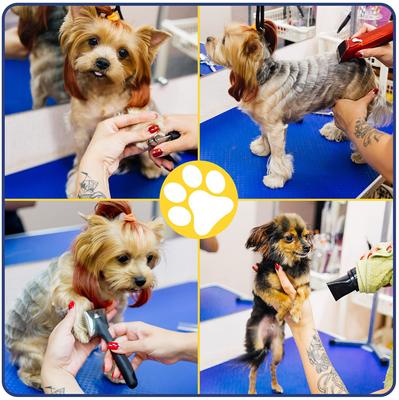 Show full view: Lil' Paw Stainless Steel Dog Grooming Table with Adjustable Arm & Clamp, Blue, 46-in slide 8 of 9