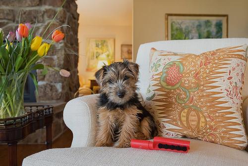 Show full view: Lilly Brush Hair Clean-up Dog & Cat Brush & Cap, Red slide 6 of 11