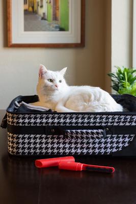 Show full view: Lilly Brush Hair Clean-up Dog & Cat Brush & Cap, Red slide 7 of 11