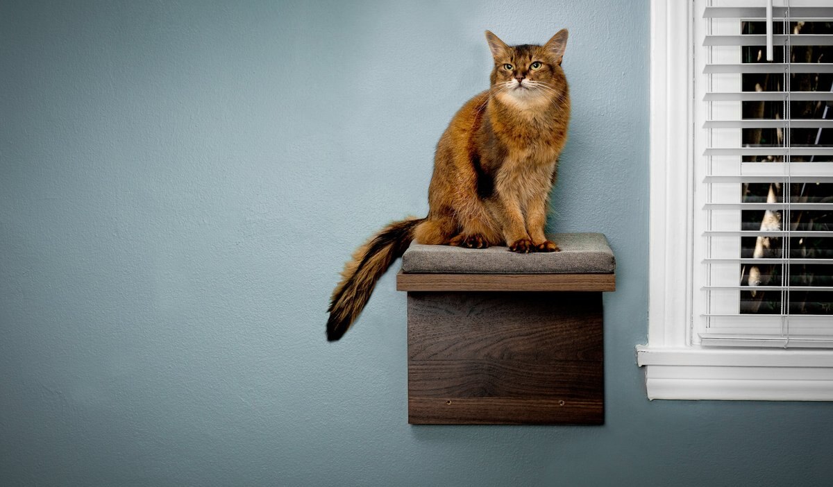 Litterbox.com Cat Shelf, 2 count