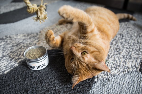 Litterbox.com Leaf & Flower Catnip, 1-oz tin
