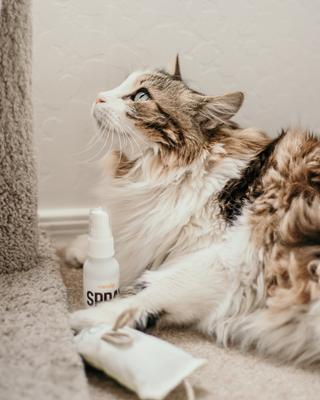 Show full view: Litterbox.com Spray Catnip, 1-oz bottle slide 5 of 7