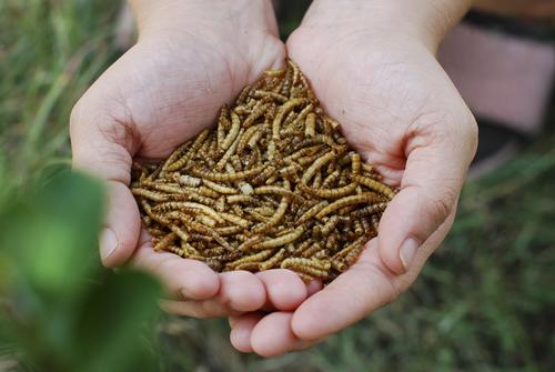 Show full view: Little Farmer Products Add a Worm Chicken Treats, 1-lb bag slide 3 of 5