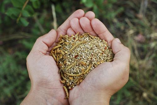 Show full view: Little Farmer Products Chickie Picnic Chicken Treats, 3-lb bag slide 3 of 5