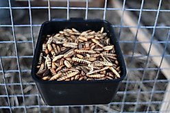 Little Farmer Products Good Deal Grubs Black Soldier Fly Larvae Chicken Treat, 1-lb bag slide 2 of 8