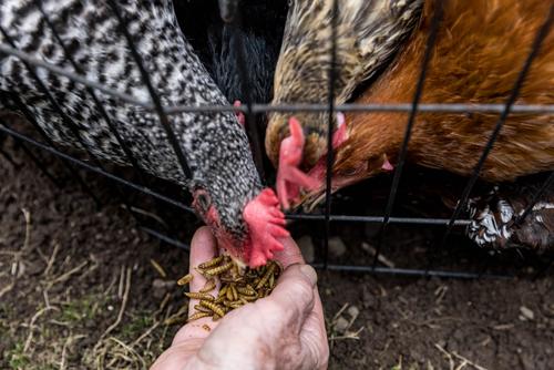 Show full view: Little Farmer Products Good Deal Grubs Black Soldier Fly Larvae Chicken Treat, 5-lb bag slide 4 of 7