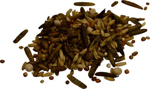 Show full view: Little Farmer Products Homegrown Bugs Black Soldier Fly Grubs & Grains Chicken Treats, 3-lb bag slide 4 of 5