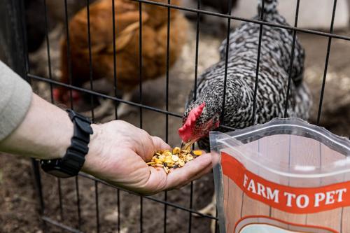 Show full view: Little Farmer Products Pumpkin Spice & Everything Nice Chicken Treat, 3-lb bag slide 6 of 9