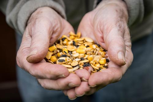 Show full view: Little Farmer Products Pumpkin Spice & Everything Nice Chicken Treat, 3-lb bag slide 5 of 9