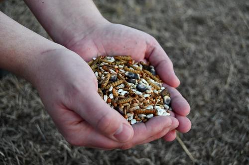 Show full view: Little Farmer Products Red White & BUGS! Black Soldier Fly Grubs, Blue Corn, Safflower Mix Chicken Treats, 3-lb bag slide 2 of 6