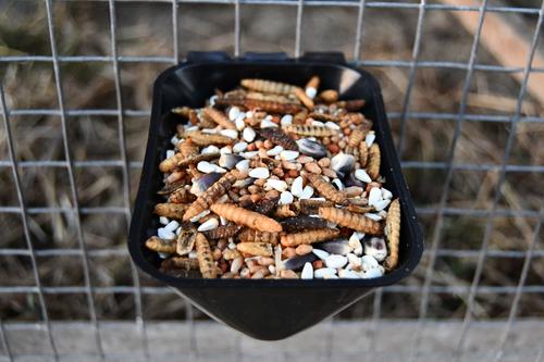 Show full view: Little Farmer Products Red White & BUGS! Black Soldier Fly Grubs, Blue Corn, Safflower Mix Chicken Treats, 5-lb bag slide 5 of 6