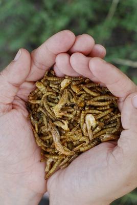 Show full view: Little Farmer Products Surf & Turf Chicken Treats, 3-lb bag slide 3 of 5