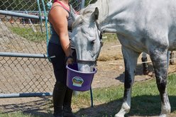 Little Giant Flat Back Plastic Bucket, Purple, 8-qt