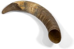 Little Loyals Premium Cattle Horn Dog Chew, Medium