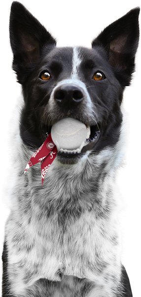 Show full view: Littlearth Ball Launcher Dog Toy, Alabama Crimson Tide slide 2 of 6