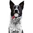 Show in main carousel: Littlearth Ball Launcher Dog Toy, Alabama Crimson Tide slide 2 of 6