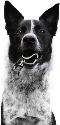 Show full view: Littlearth Ball Launcher Dog Toy, Baltimore Ravens slide 3 of 5