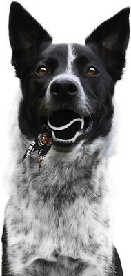 Show full view: Littlearth Ball Launcher Dog Toy, Cincinnati Bengals slide 3 of 5